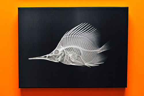 Fish Art - Pediatric Dentist in West Des Moines, IA