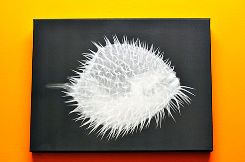 Office Art - Pediatric Dentist in West Des Moines, IA